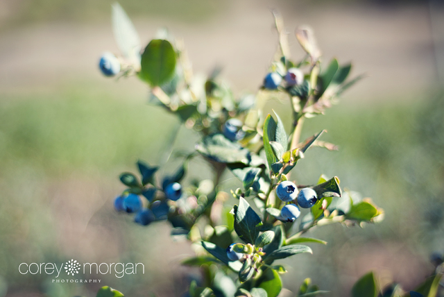 santa barbara blueberries Corey Morgan